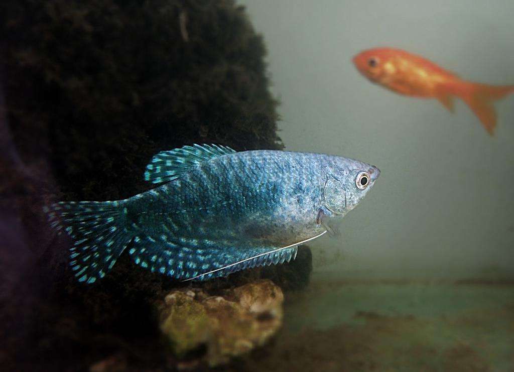 觀賞魚曼龍魚怎么賣的（抖音平臺上的觀賞魚銷售表現(xiàn)不錯可以通過兩種方式進(jìn)行銷售）