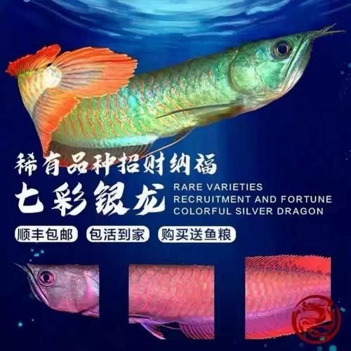 銀龍魚圖片大全大圖霸氣高清