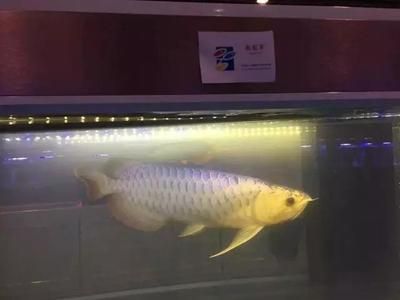 龍魚(yú)發(fā)色燈15000k和6700k：龍魚(yú)發(fā)色燈15000k和6700k區(qū)別