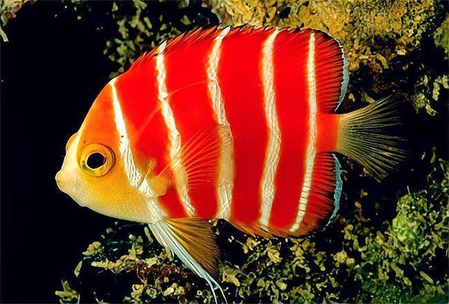 十大名貴觀賞魚排行榜