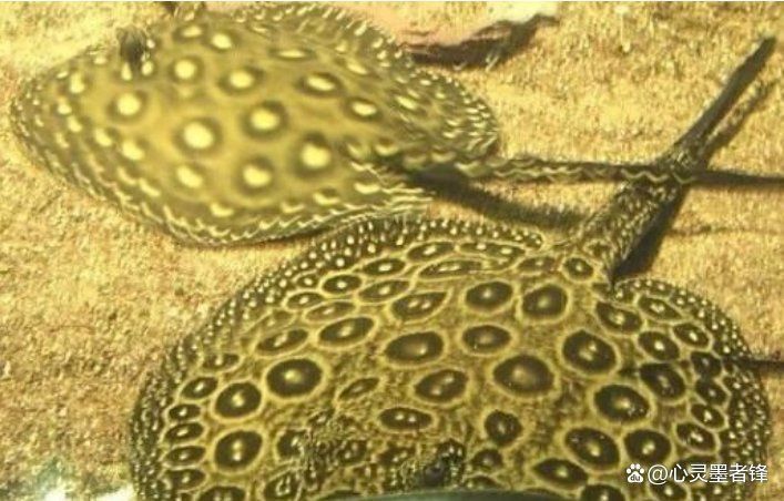 十大名貴觀賞魚排行榜