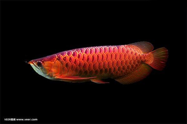 紅龍魚死亡后多久會轉危為安？