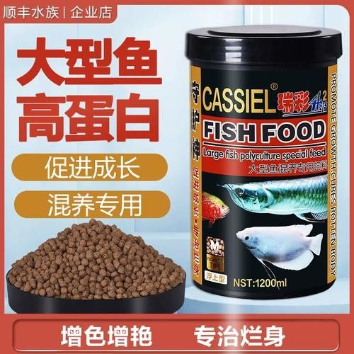 銀龍魚可以和招財魚混養嗎圖片