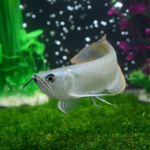 銀龍魚可以和招財魚混養嗎圖片