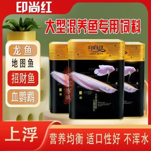銀龍魚可以和招財魚混養嗎圖片