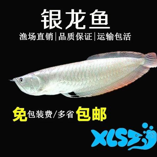 銀龍魚可以和招財魚混養嗎圖片