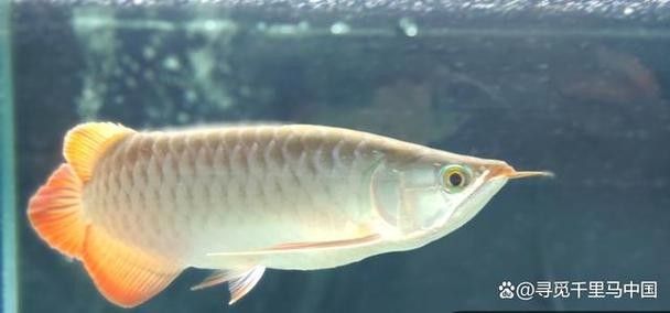 銀龍魚可以和招財魚混養嗎圖片