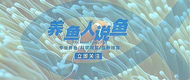 銀龍魚可以和招財魚混養嗎圖片