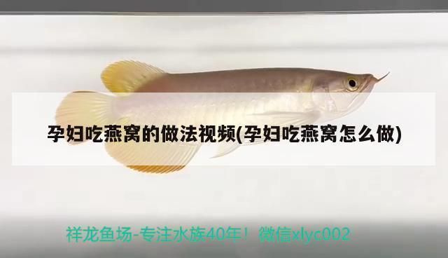 天價金龍魚排名（觀賞魚中的金龍魚價格排名如何？）