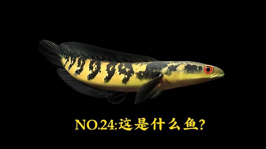 黑魔神雷龍魚能混養嗎圖片欣賞
