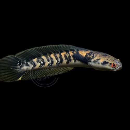 黑魔神雷龍魚能混養嗎圖片欣賞