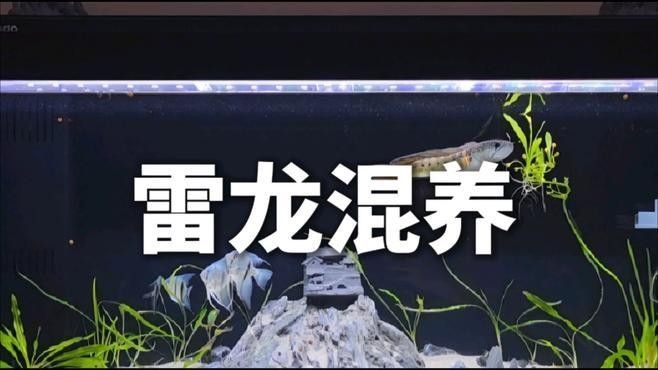 黑魔神雷龍魚能混養嗎圖片欣賞