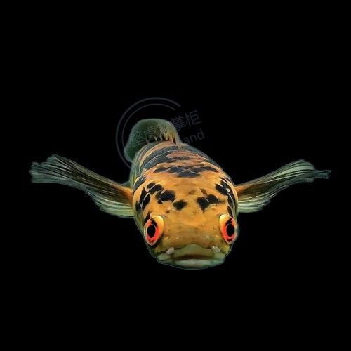 黑魔神雷龍魚能混養嗎圖片欣賞