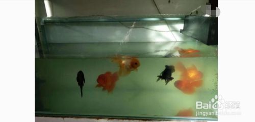 紅龍魚吃什么牌子的飼料好一點兒（紅龍魚吃什么牌子的飼料好一點兒呢）