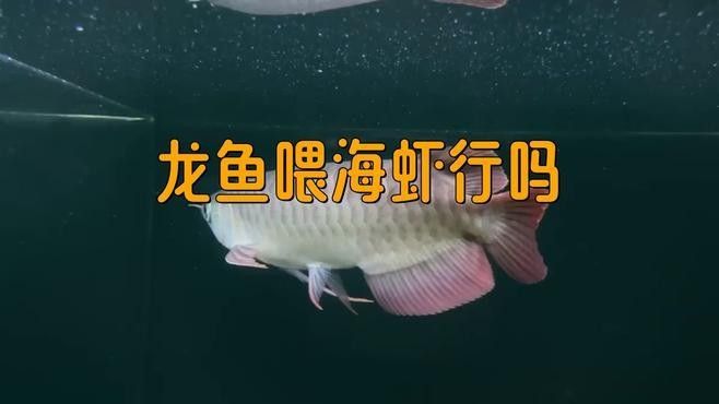 龍魚能吃海蝦仁嗎
