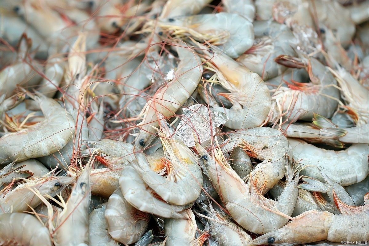 龍魚能吃海蝦仁嗎