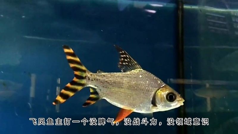 飛鳳魚可以和龍魚混養(yǎng)嗎圖片欣賞視頻