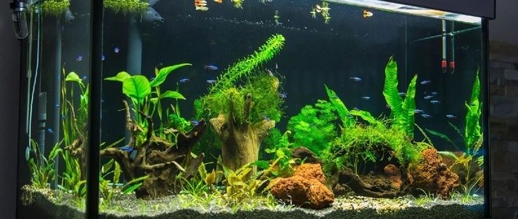 紅龍魚魚苗批發市場在哪里有（紅龍魚魚苗批發市場在哪里有賣）
