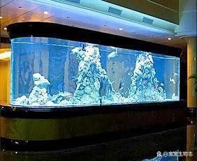 龍魚可以跟雷龍混養嗎圖片