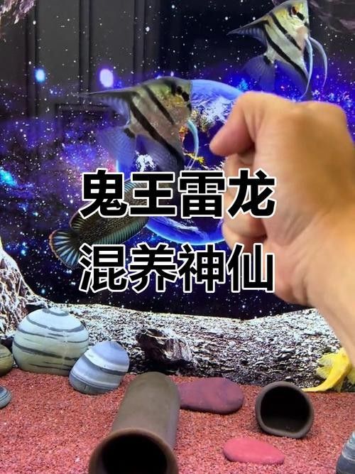 龍魚可以跟雷龍混養嗎圖片