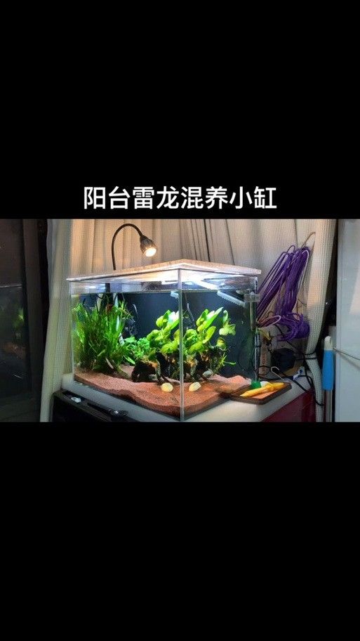 龍魚可以跟雷龍混養嗎圖片