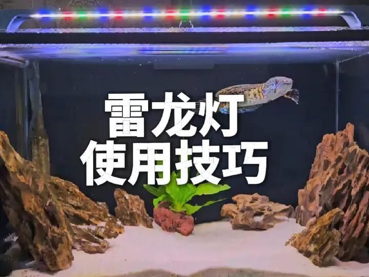 雷龍魚用什么顏色的燈光顏色好看呢