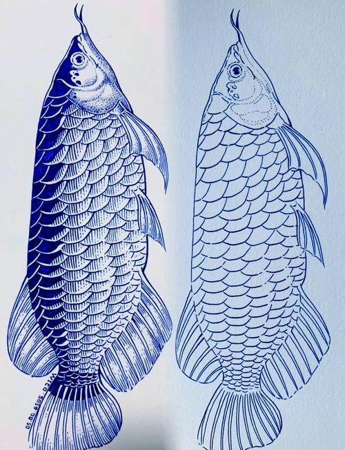 龍魚是什么樣的圖片 簡筆畫視頻