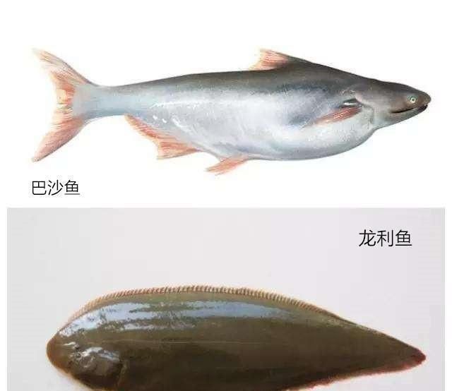 龍魚有什么營養，龍魚不僅味道鮮美而且營養價值高而且營養價值高