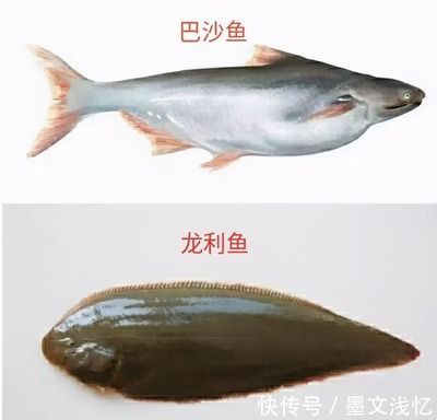 龍魚有什么營養，龍魚不僅味道鮮美而且營養價值高而且營養價值高