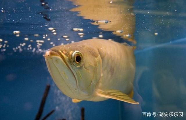 龍魚一般喂多少合適：喂養(yǎng)龍魚時，了解正確的喂食量和頻率和頻率至關(guān)重要