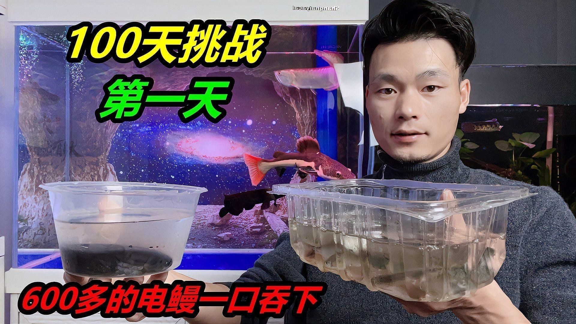 招財貓魚和龍魚哪個好養一點