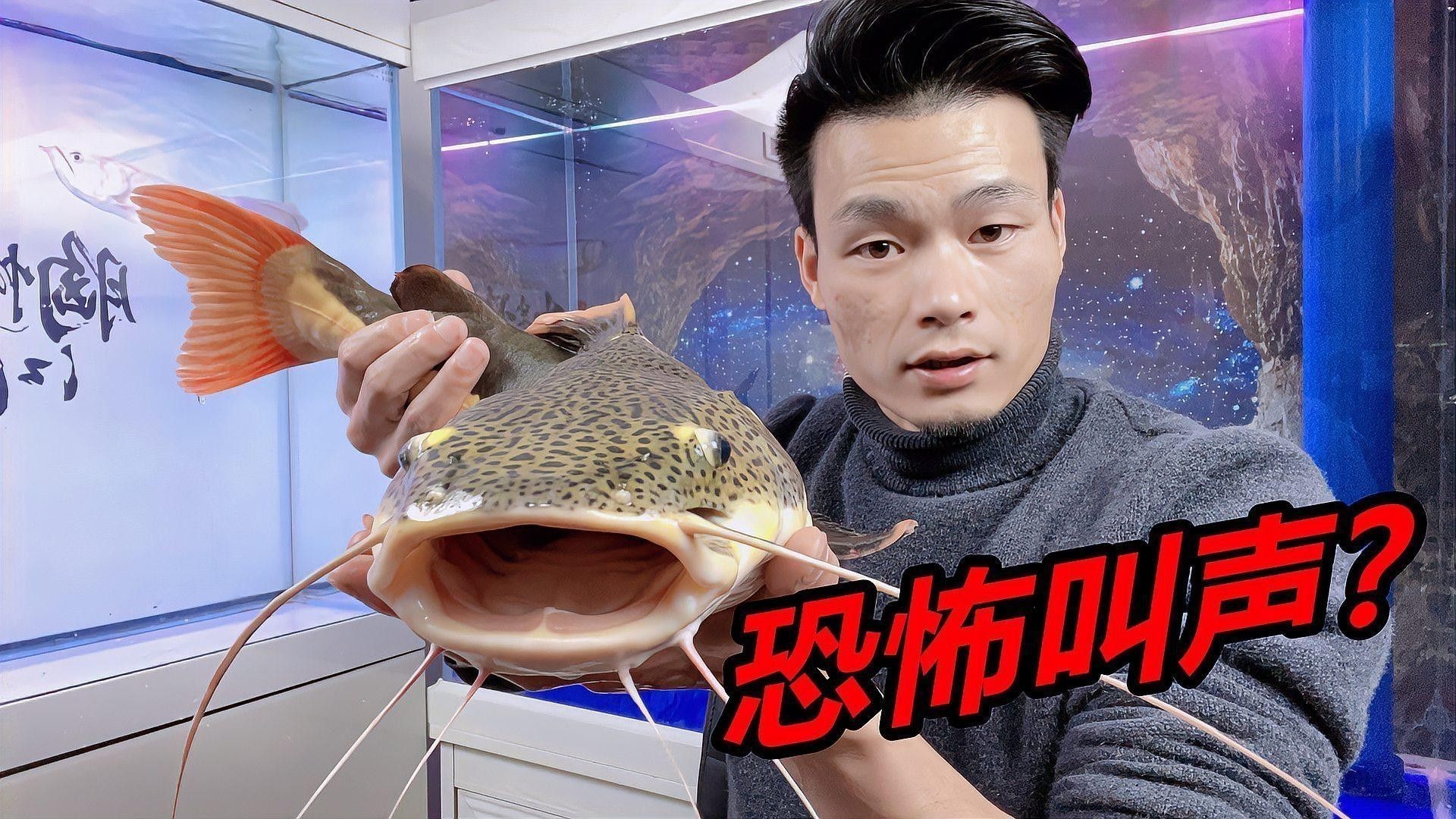 招財貓魚和龍魚哪個好養一點
