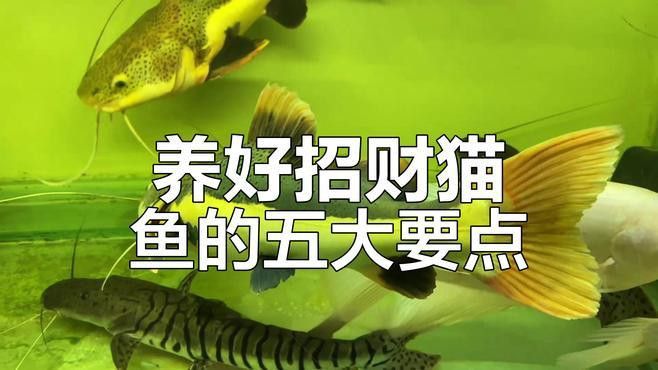 招財貓魚和龍魚哪個好養一點