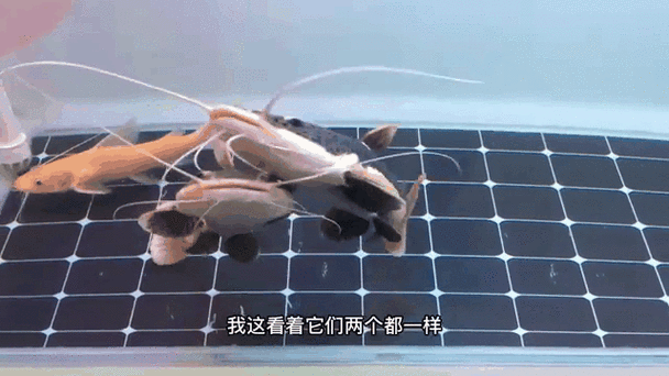 招財(cái)貓魚(yú)和龍魚(yú)哪個(gè)好養(yǎng)一點(diǎn)