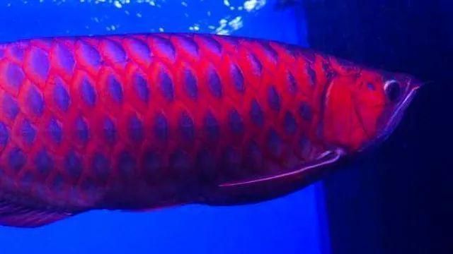 紅龍魚鱗底怎么看