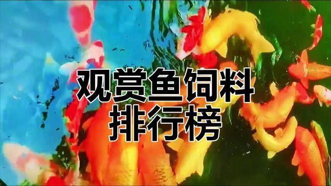 哪種紅龍魚飼料品牌最好？