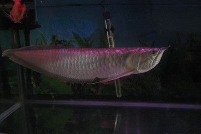 銀龍魚爛須子怎么回事（銀龍魚爛須子可能由多種原因引起）