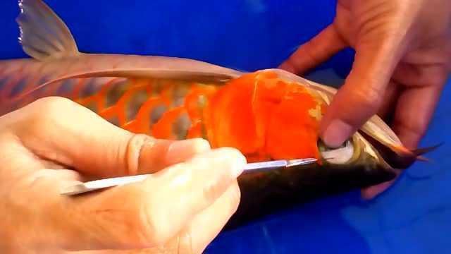 龍魚(yú)掉眼手術(shù)有什么用：如何預(yù)防龍魚(yú)掉眼，龍魚(yú)掉眼手術(shù)費(fèi)用多少