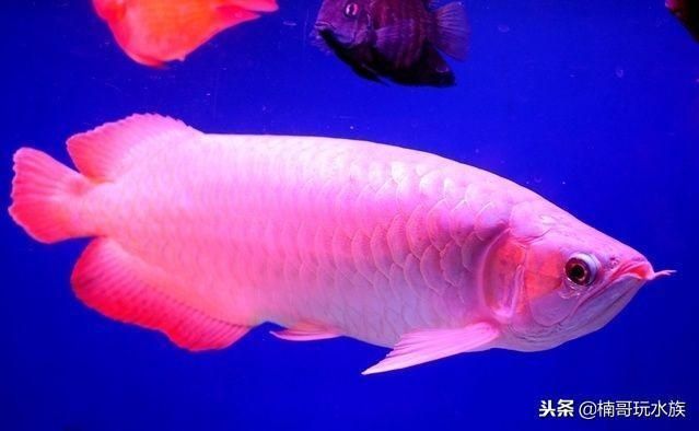 什么品種紅龍魚最貴的魚：特種血紅龍魚、大紅龍魚、橙紅龍魚、橙紅龍魚、橙紅龍魚的區(qū)別