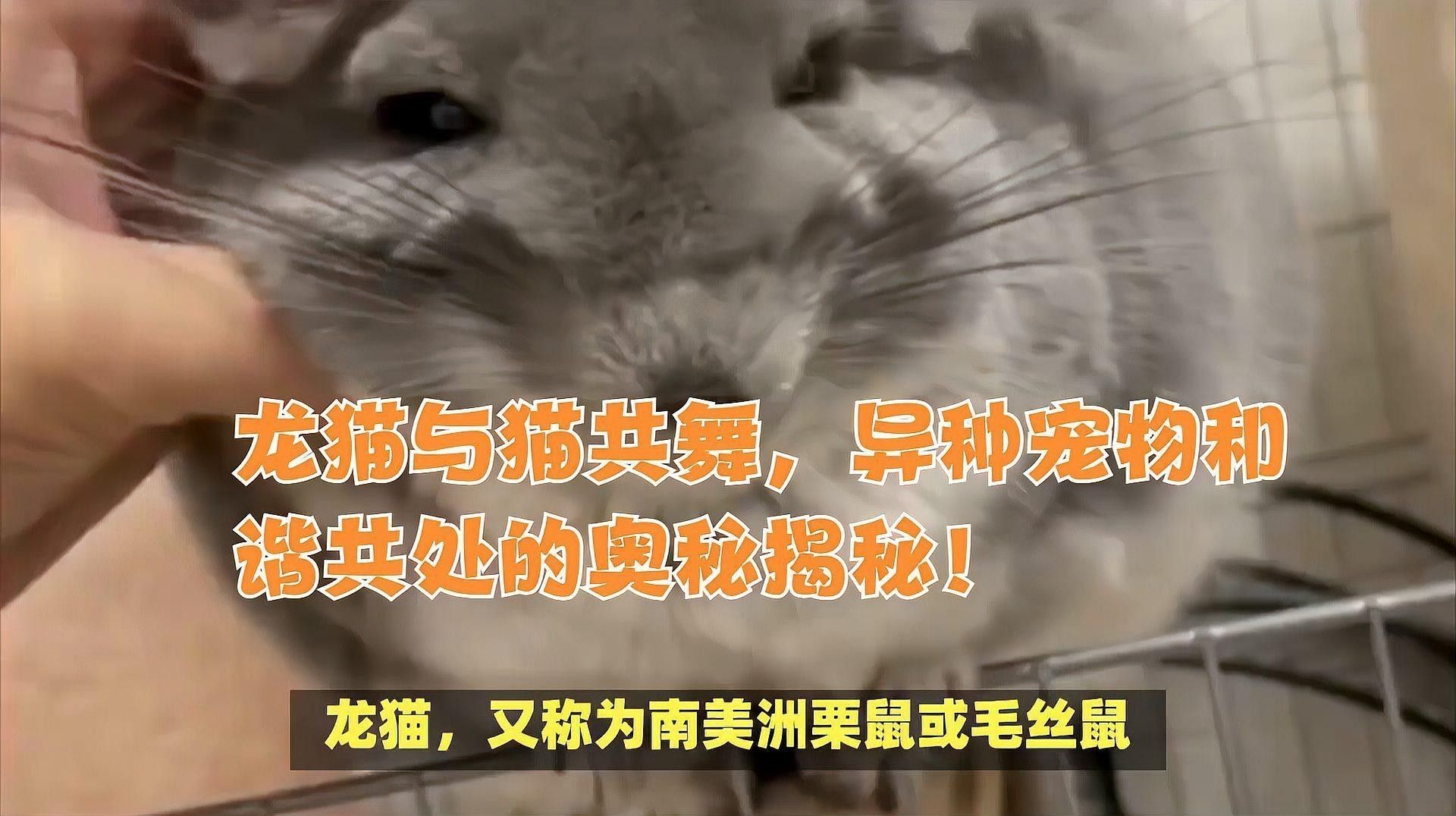 龍貓和貓有哪些不同的習(xí)性？