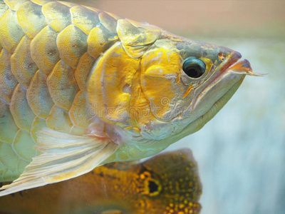 金龍魚白天趴缸晚上正常游動：金龍魚白天趴缸晚上正常游動可能有多種原因