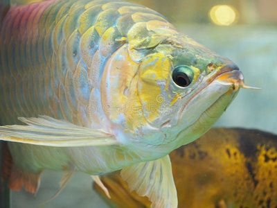 金龍魚白天趴缸晚上正常游動：金龍魚白天趴缸晚上正常游動可能有多種原因