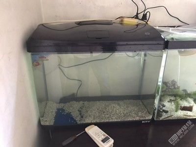 龍魚換缸趴缸怎么辦：如何解決龍魚換缸后趴缸問題