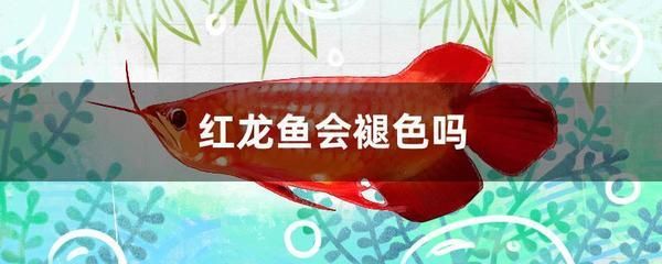 紅龍魚發色的最佳溫度（紅龍魚發色的最佳溫度為28-[需手動填充]28-[需手動填充]）