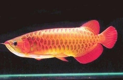 龍魚開口吃食是不是入缸成功啦