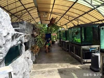養紅龍魚缸尺寸選擇合適的缸體尺寸不僅能讓紅龍魚生活更好：養紅龍魚缸尺寸的選擇