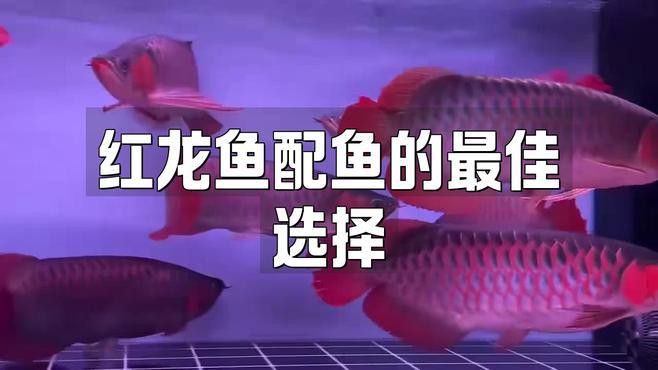 紅龍魚和七彩混養好嗎 紅龍魚和七彩混養好嗎 龍魚百科 第2張