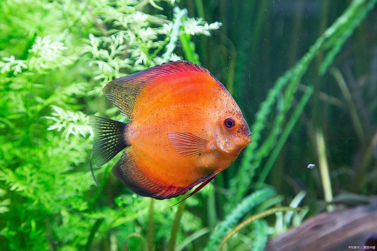 紅龍魚和七彩混養好嗎 紅龍魚和七彩混養好嗎 龍魚百科 第10張