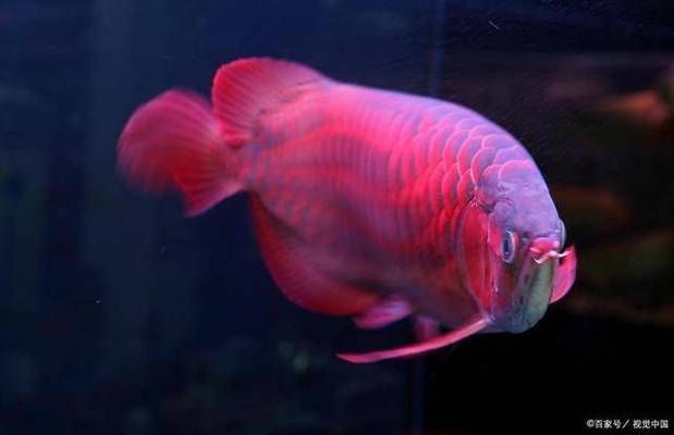 龍魚(yú)用藍(lán)色背景好嗎？：藍(lán)色背景對(duì)龍魚(yú)的影響