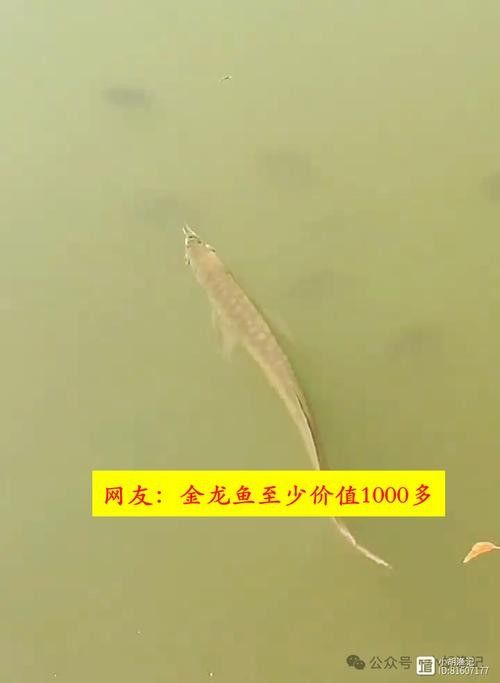 金龍魚翹嘴圖片高清